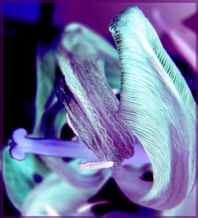 photo "***" tags: macro and close-up, abstract, 