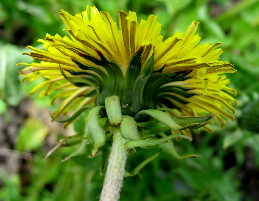 photo "The younger brother of the sun" tags: nature, macro and close-up, flowers