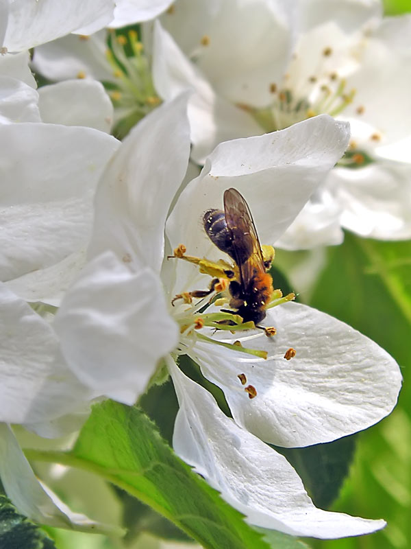 photo "***" tags: nature, macro and close-up, 