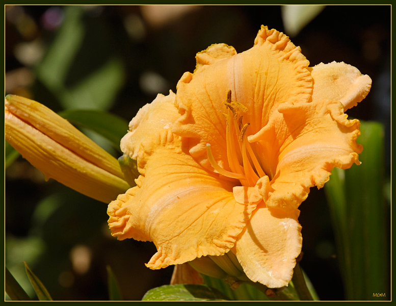 photo "Orange" tags: nature, flowers