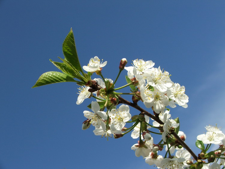 photo "In the park" tags: nature, landscape, flowers, spring