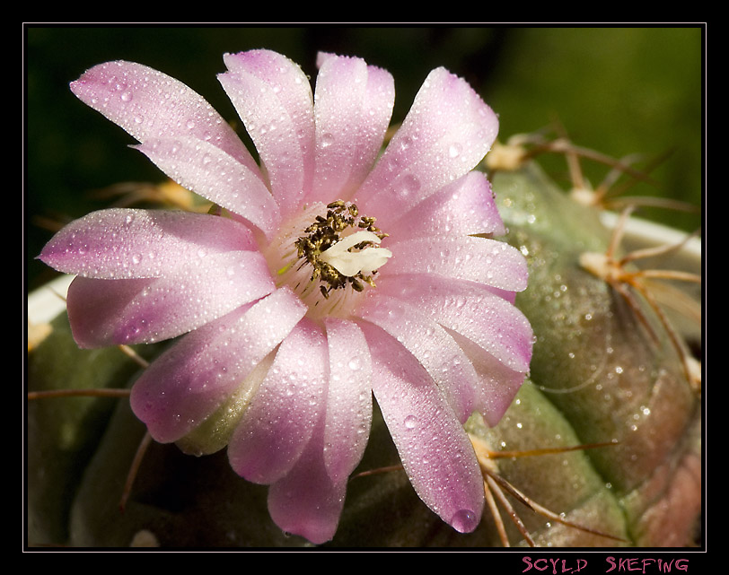 фото "Gymnocalicium Damsii" метки: природа, макро и крупный план, цветы