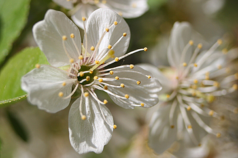 photo "May" tags: nature, macro and close-up, flowers