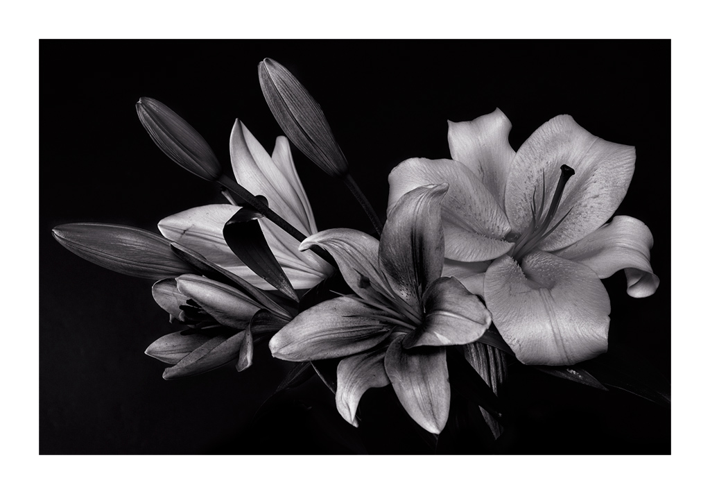 фото "***" метки: природа, черно-белые, цветы