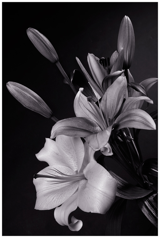 photo "***" tags: nature, black&white, flowers