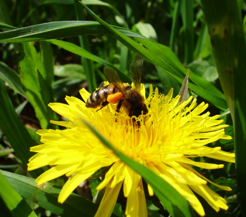 photo "***" tags: nature, macro and close-up, insect