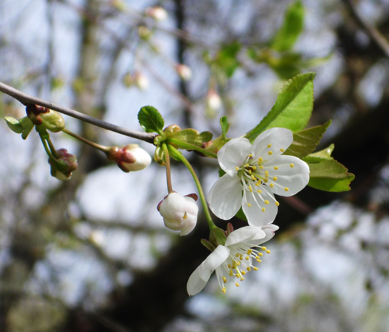 photo "***" tags: macro and close-up, nature, flowers