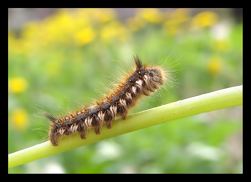 photo "***" tags: nature, macro and close-up, insect