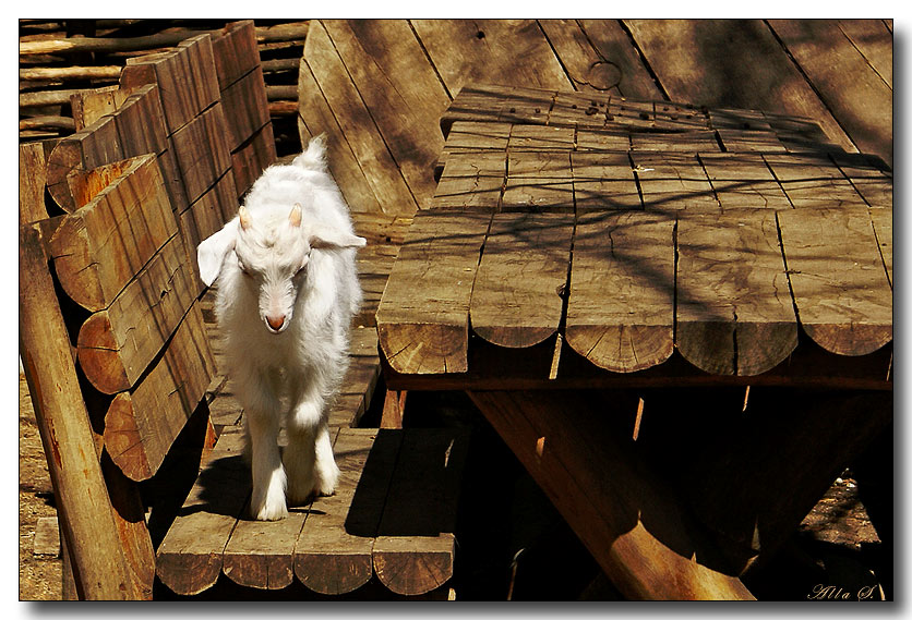photo "***" tags: nature, pets/farm animals