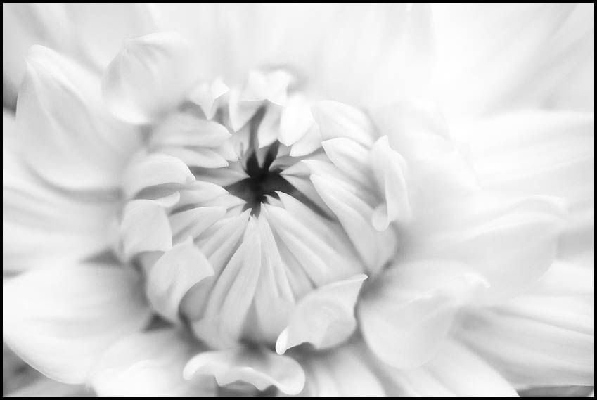 photo "infrared" tags: nature, black&white, flowers