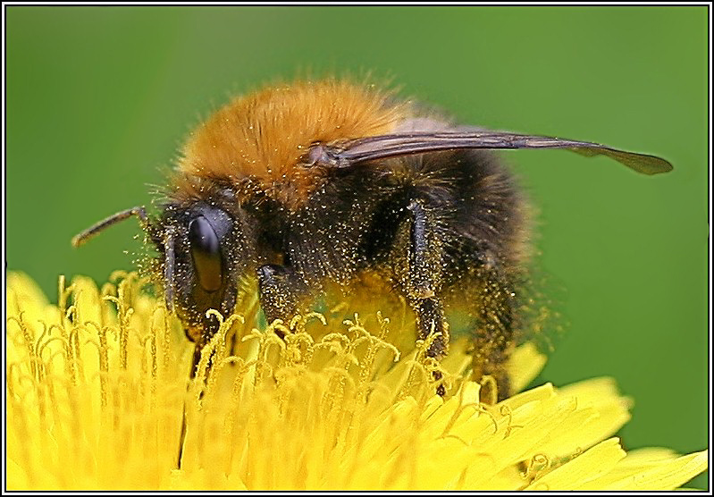 photo "The pastures:)" tags: macro and close-up, nature, insect