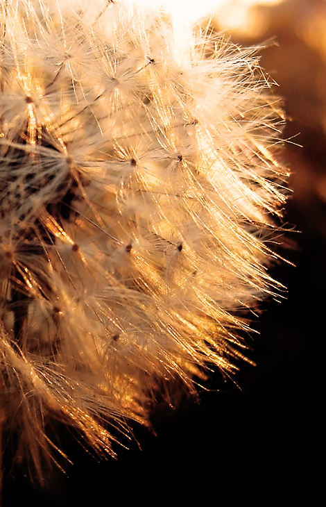 photo "***" tags: nature, flowers