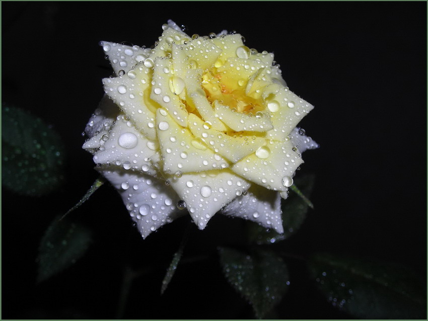 фото "Красивая, мокрая в темноте" метки: природа, цветы