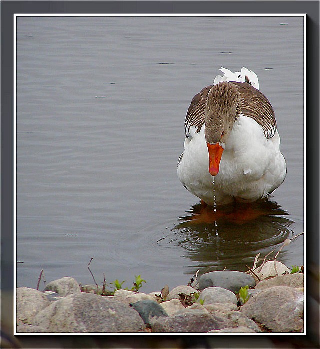 photo "Mudhen in the water" tags: nature, misc., 