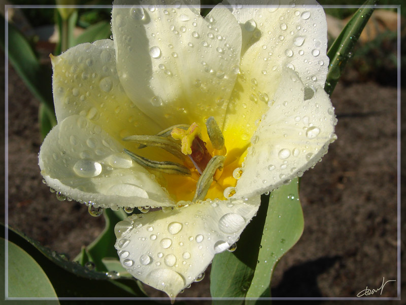 фото "После дождя" метки: природа, цветы