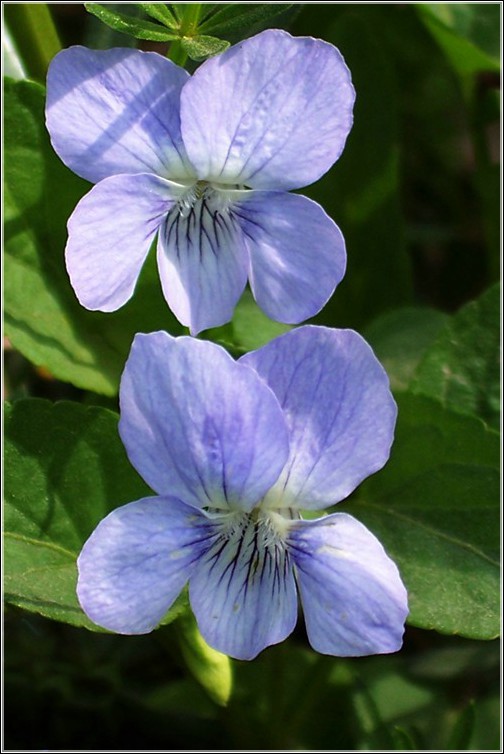 photo "Blue" tags: nature, flowers