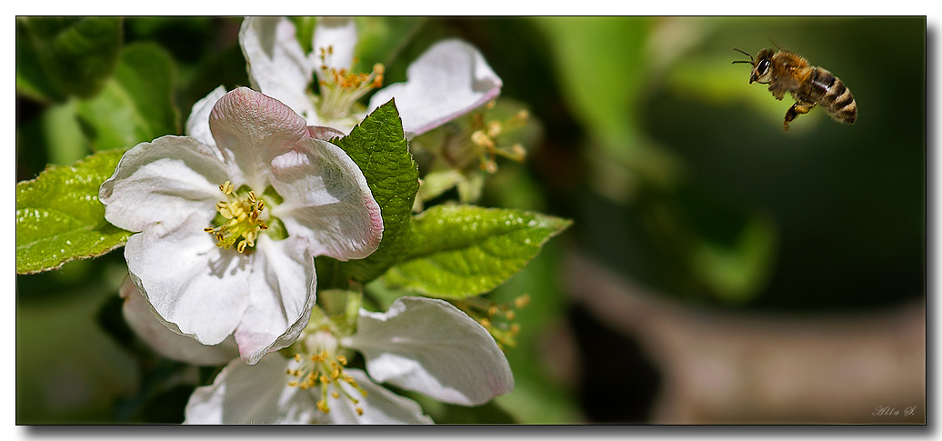 photo "***" tags: nature, flowers, insect