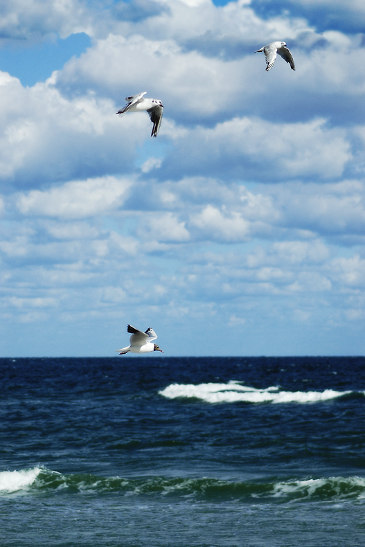 photo "...gliding towards..." tags: landscape, nature, water, wild animals