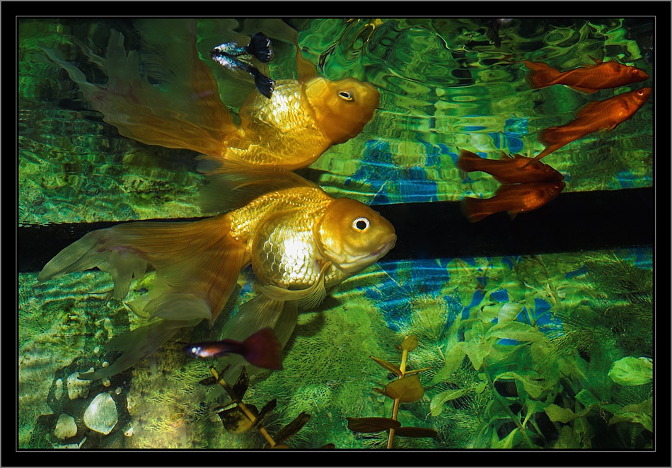 photo "my aquarium" tags: underwater, nature, pets/farm animals