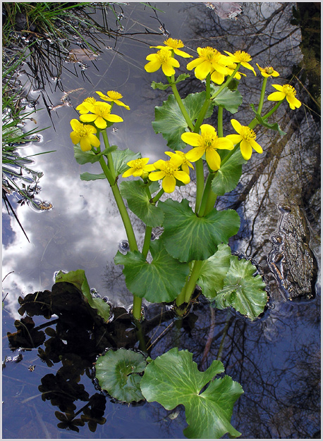 photo "Marsh marigold" tags: nature, flowers