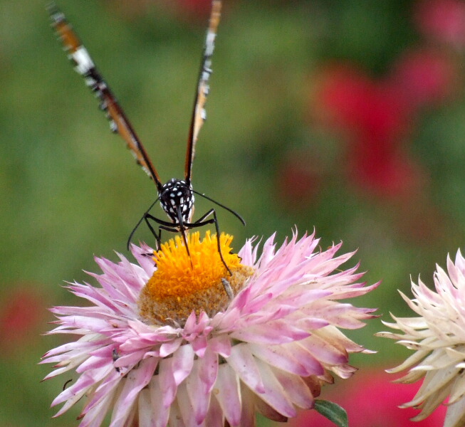 фото "Mission Nectar" метки: природа, макро и крупный план, насекомое