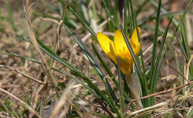 photo "***" tags: nature, flowers