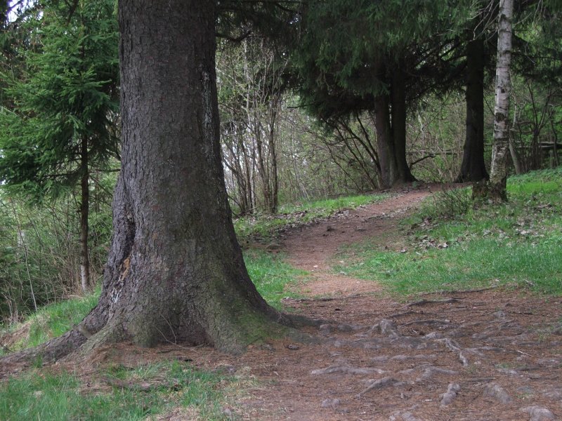 photo "The Old Forest" tags: landscape, forest