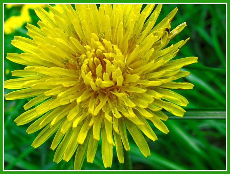 photo "***" tags: nature, macro and close-up, flowers