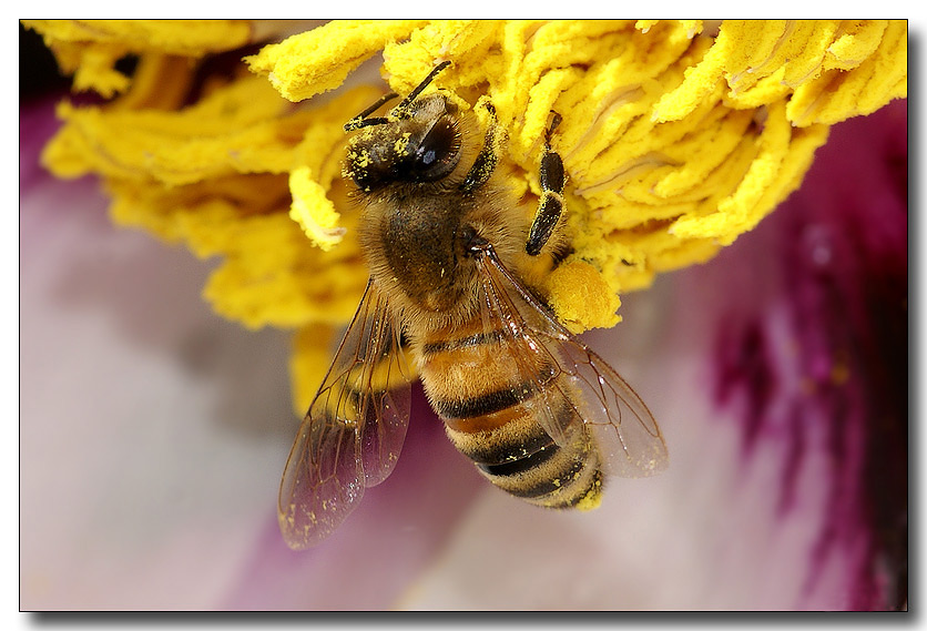 photo "***" tags: macro and close-up, nature, insect