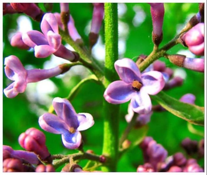 photo "***" tags: nature, macro and close-up, flowers