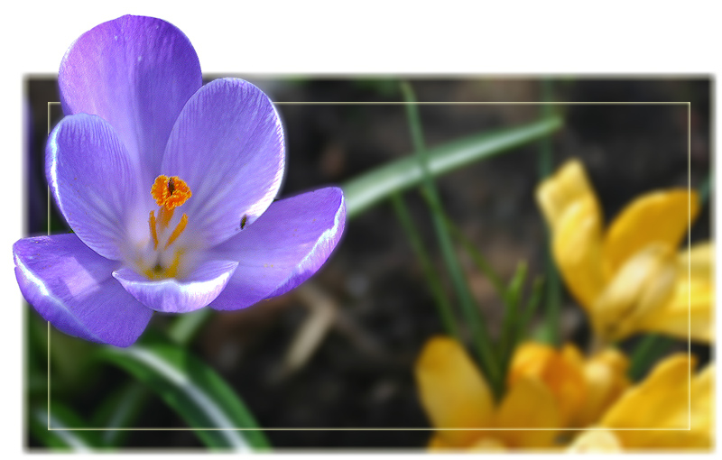 photo "Looking For The Sun" tags: nature, macro and close-up, flowers