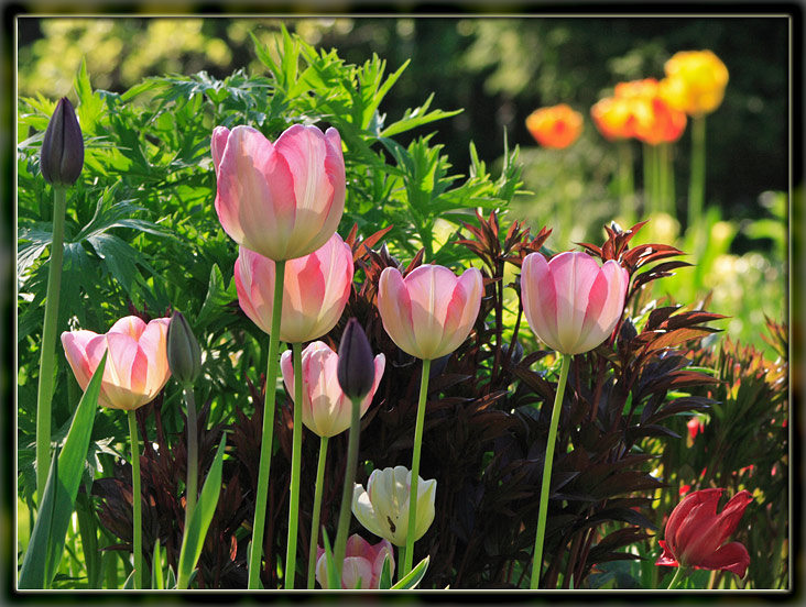 photo "***" tags: nature, flowers