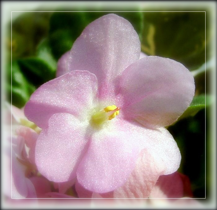 photo "Violet" tags: nature, macro and close-up, flowers
