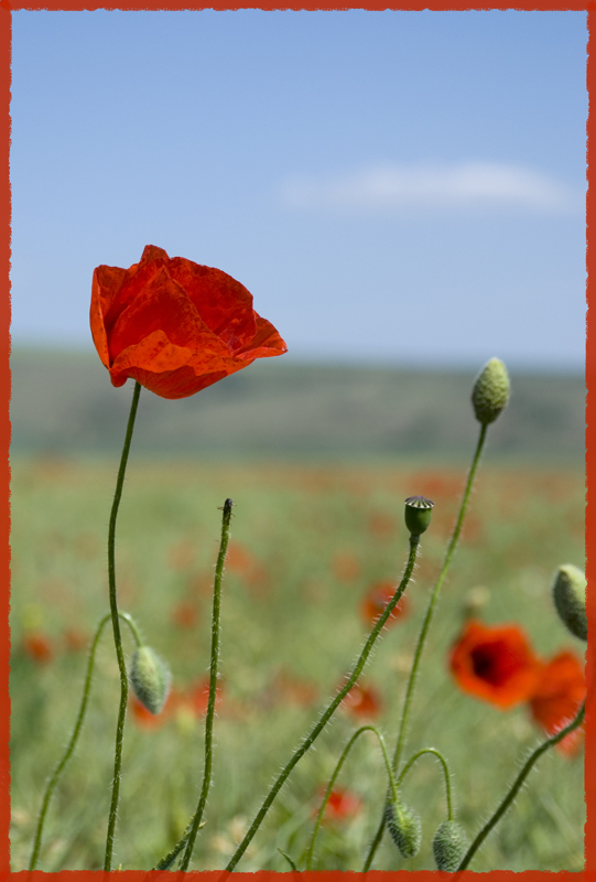 photo "RED 2" tags: nature, flowers