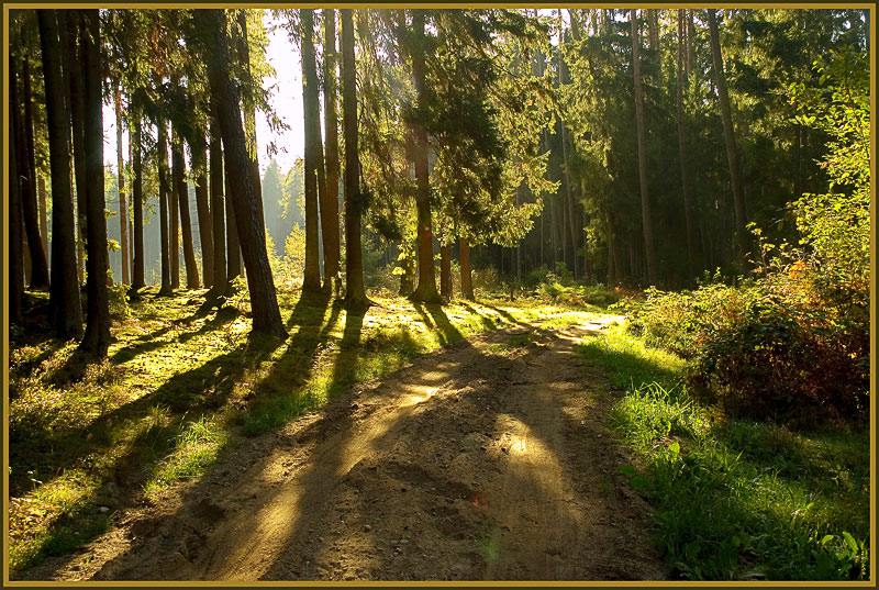 photo "Forest road" tags: landscape, forest