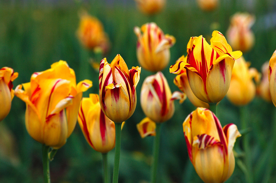 photo "***" tags: nature, flowers
