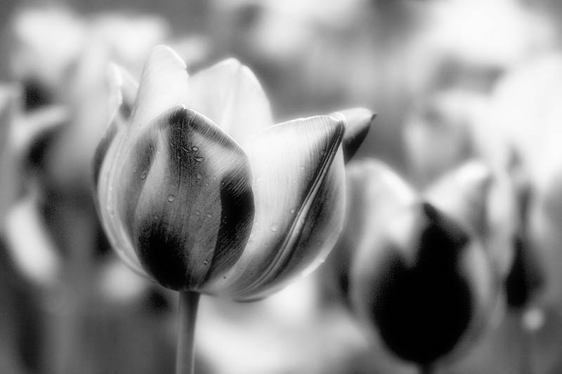 photo "infrared tulip2" tags: nature, black&white, flowers