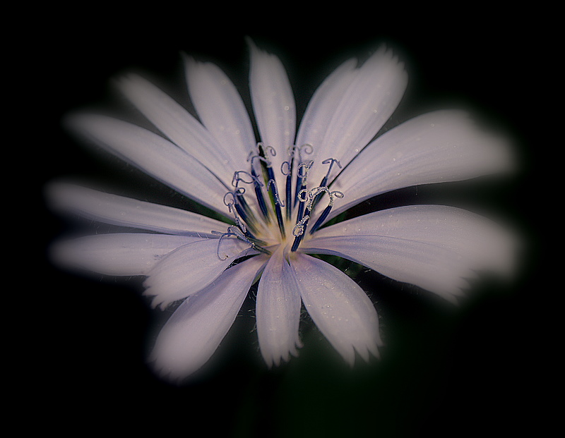 photo "Simplicity..." tags: nature, flowers