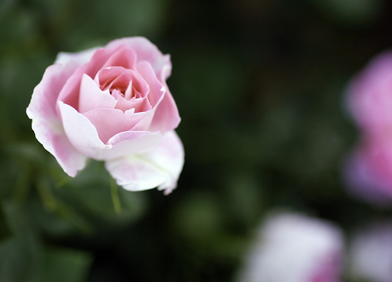 photo "Blue Pink" tags: nature, flowers