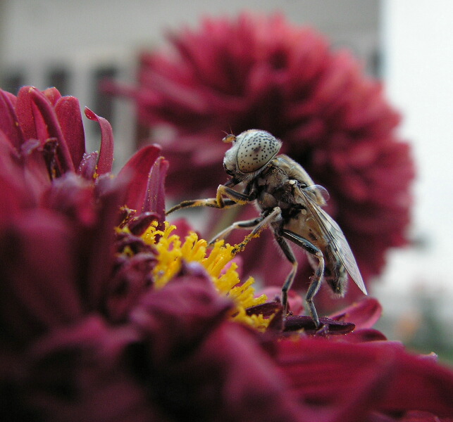 photo "lunch time" tags: macro and close-up, nature, insect