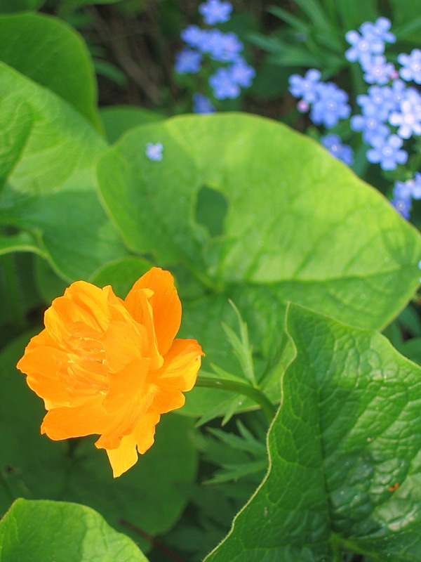 photo "***" tags: nature, landscape, flowers, spring