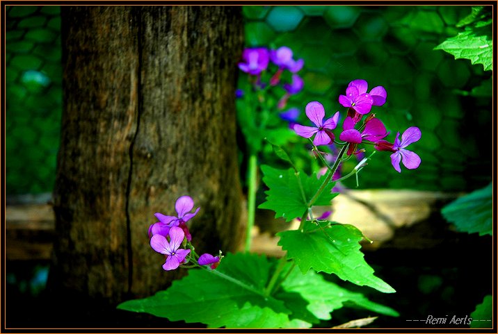 photo "Lunaria annua" tags: nature, macro and close-up, flowers