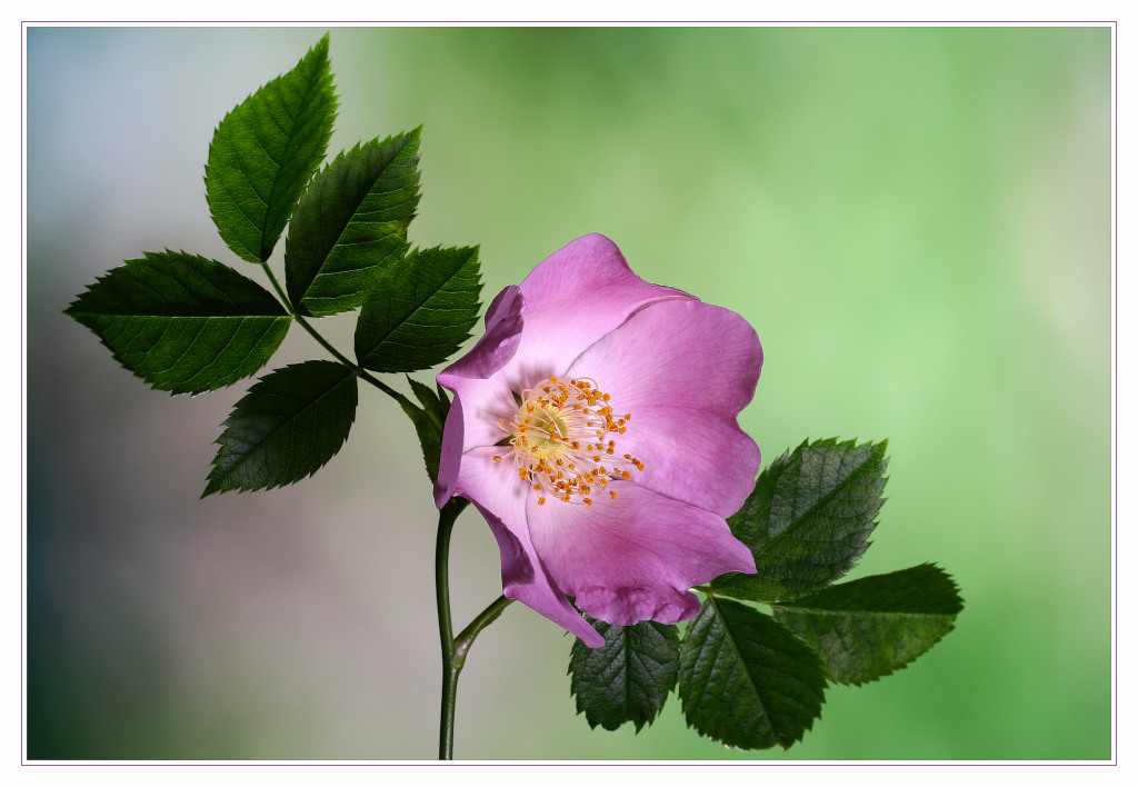 photo "wildrose" tags: nature, flowers