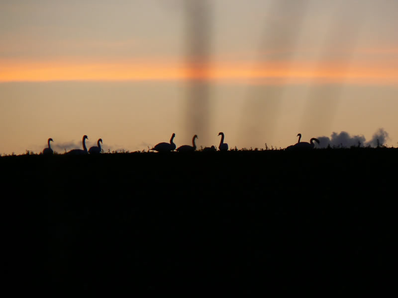 фото "Swans on a Hill" метки: природа, дикие животные