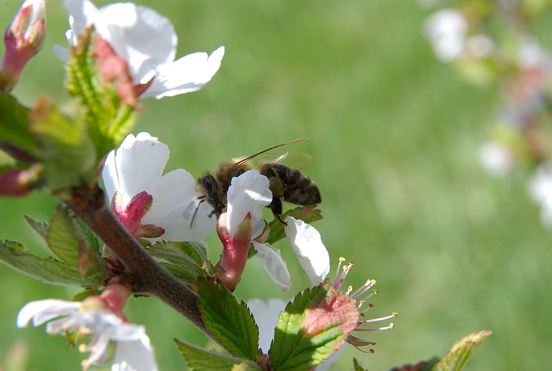 photo "***" tags: nature, flowers, insect