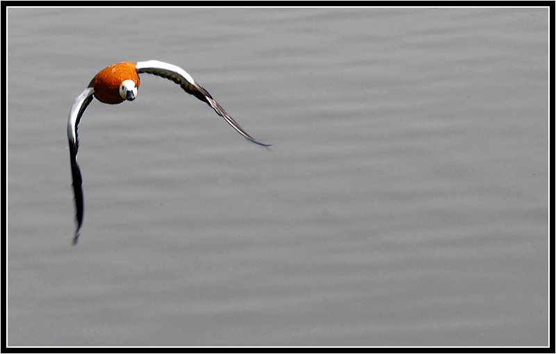 photo "***" tags: genre, nature, wild animals