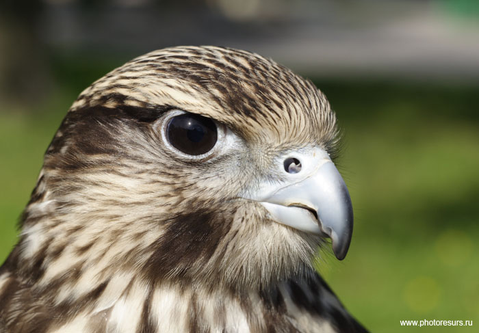 photo "Saker Falcon" tags: nature, wild animals