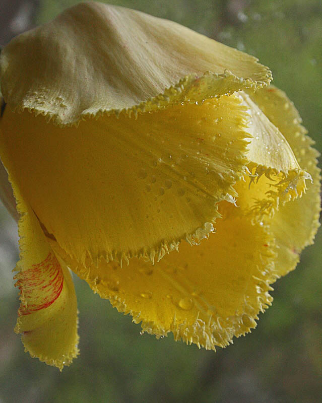 фото "Желтый тюльпан (for lyolyok)" метки: природа, цветы