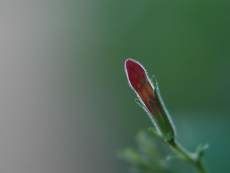 photo "find lighting" tags: nature, flowers