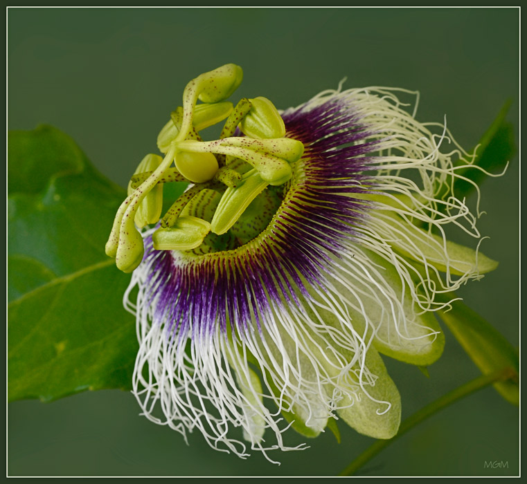 photo "Superconstruction" tags: nature, flowers